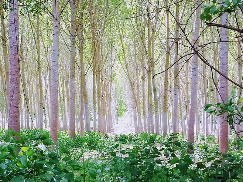 LOJJ-Centering-Prayer